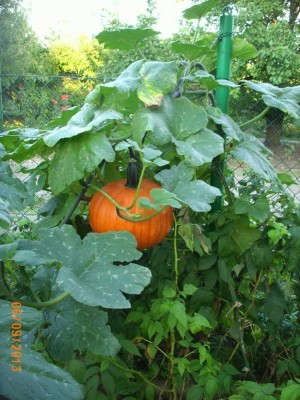 ... to bude ale nádhernej Halloweenskej bubák ... :) ...