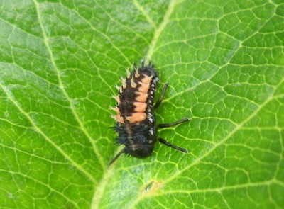 Harmonia - larva ....jpg